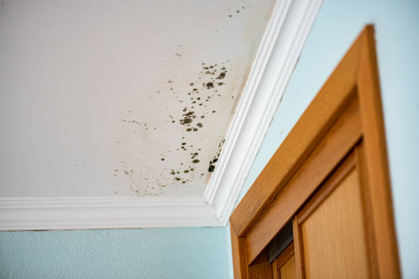 Best Mold Damage Repair  in USA